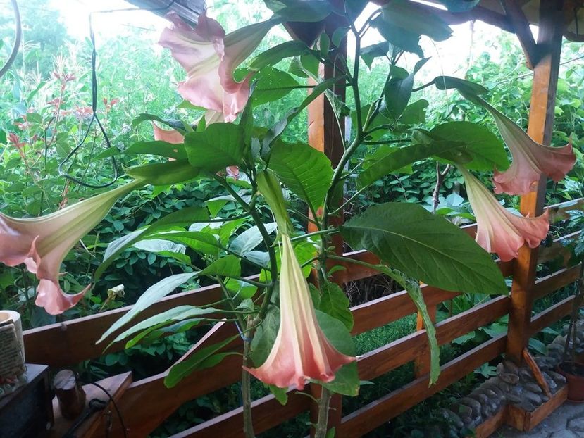  - Brugmasia si datura
