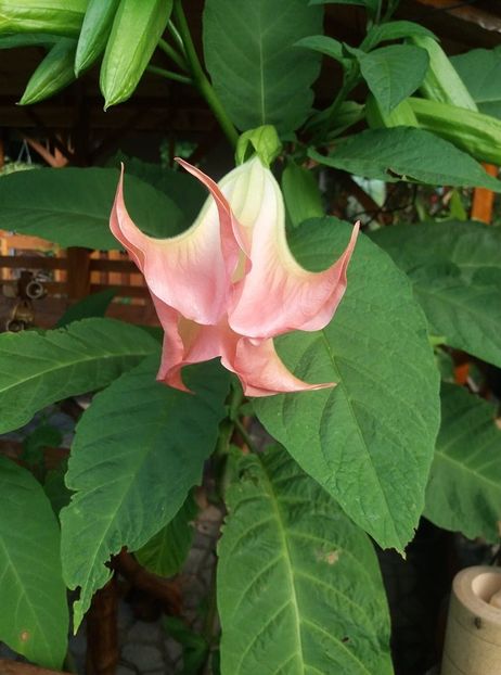 109789406_654205508513638_4400386201995906586_n - Copy - Brugmasia si datura