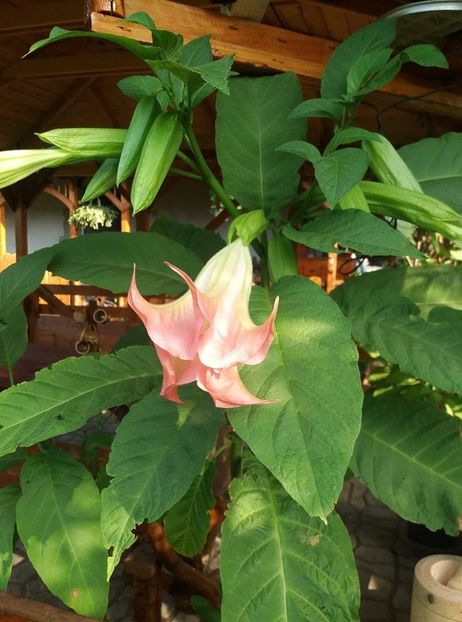 110304066_649924112617747_4124771574015773492_n (1) - Brugmasia si datura