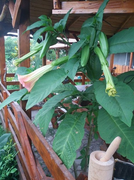  - Brugmasia si datura