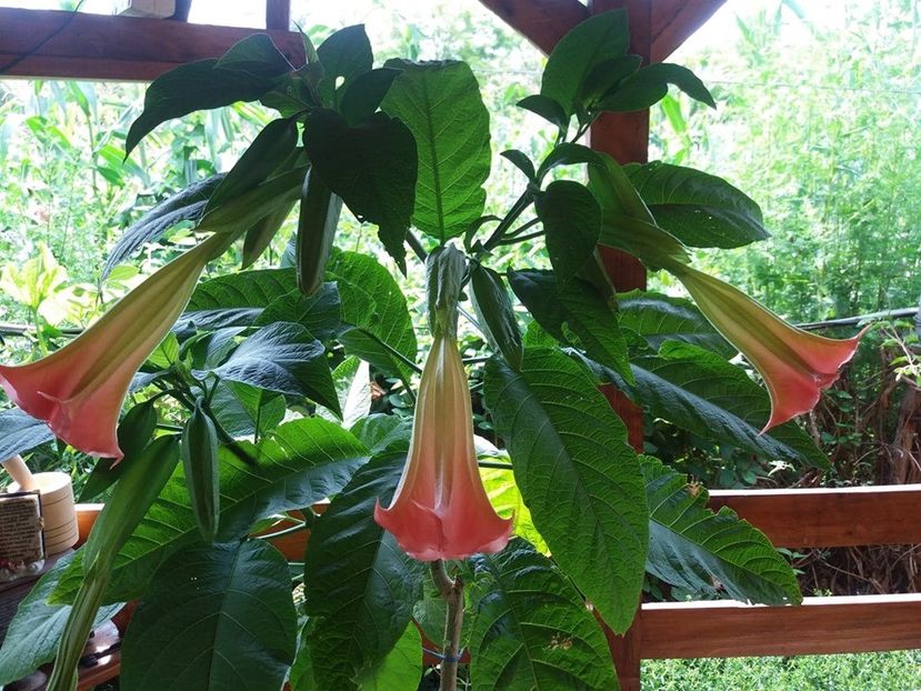  - Brugmasia si datura