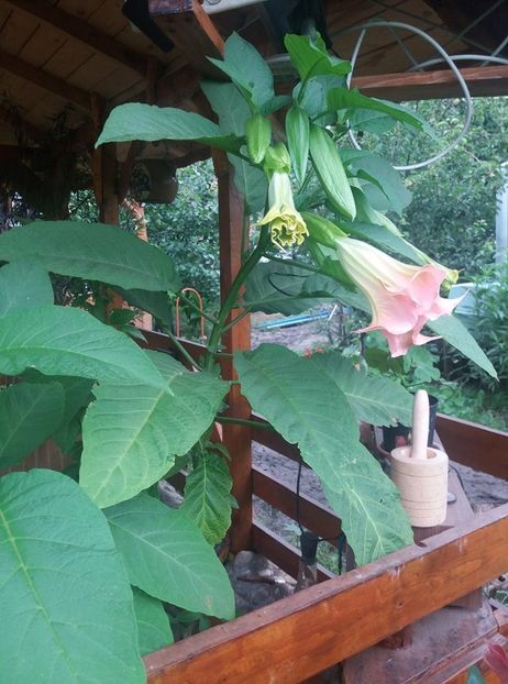  - Brugmasia si datura