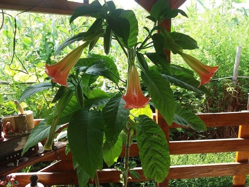  - Brugmasia si datura