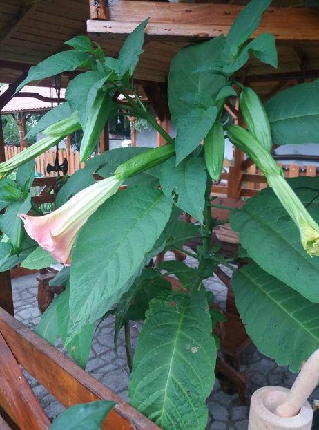  - Brugmasia si datura