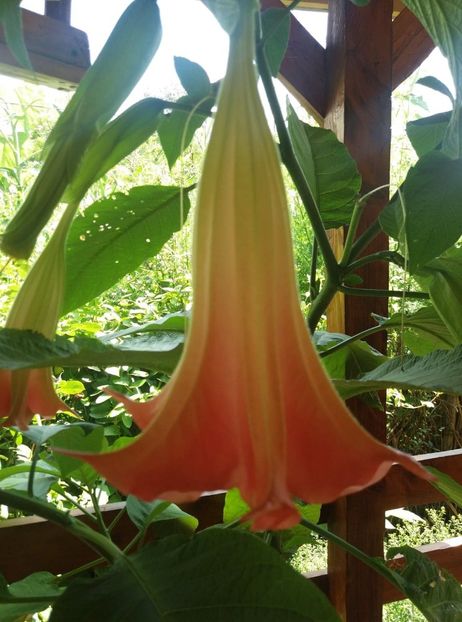 116443756_345984709892801_4018915406805688207_n (1) - Brugmasia si datura