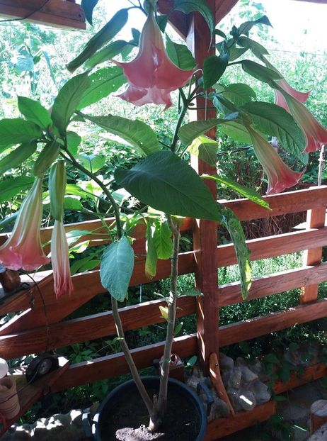  - Brugmasia si datura