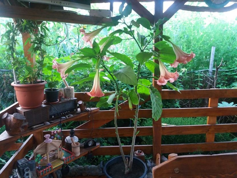  - Brugmasia si datura