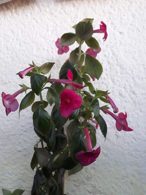  - 1 2020 - BRID s SILVIA MARINOVICI