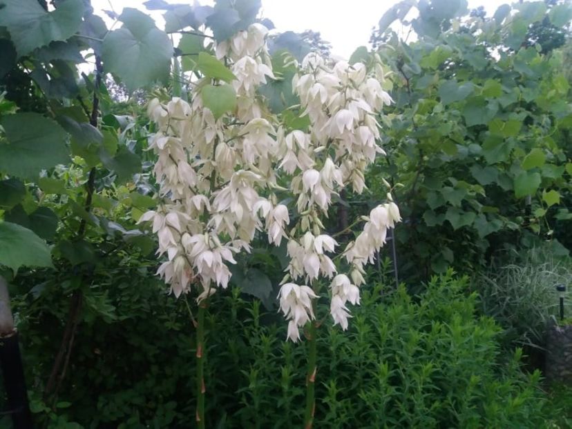 107545122_702066843968153_694302822076973655_n - Copy - curtea in vara 2020