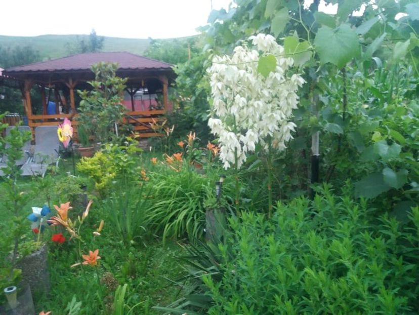 107614616_279724443354522_1631996359916529547_n - Copy - curtea in vara 2020