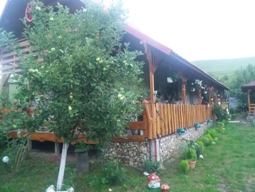 107794259_475848496609505_1360871877999347902_n - Copy - curtea in vara 2020