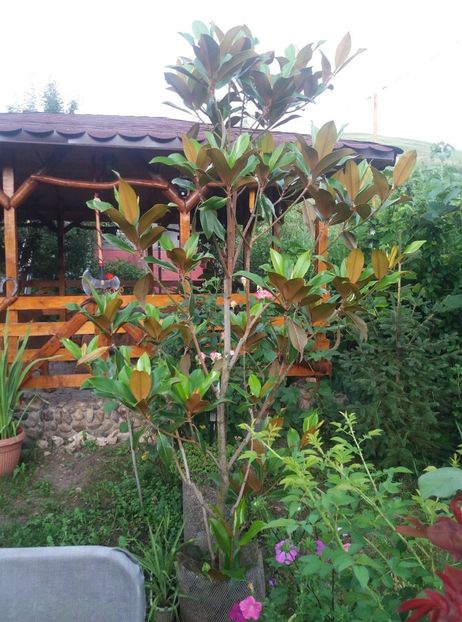 116573219_621270601830829_2316096249132963514_n - Copy - curtea in vara 2020