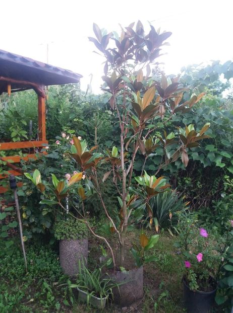  - curtea in vara 2020