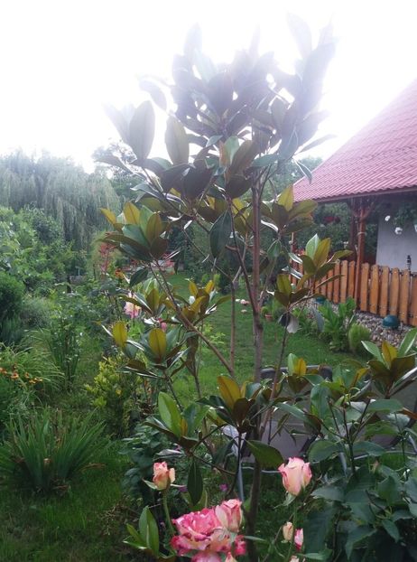  - curtea in vara 2020