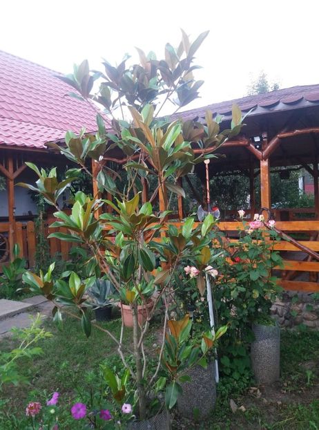  - curtea in vara 2020