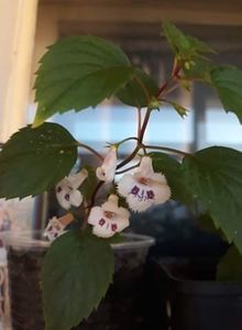  - 0001 2022 - Fimbriata