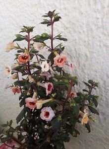  - 001 2021 - Yellow Queen Hy