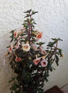  - 001 2021 - Yellow Queen Hy