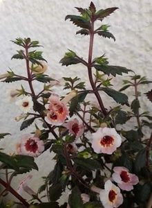  - 001 2021 - Yellow Queen Hy