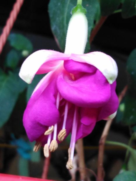 Pinkball_Girl[1] - My Fuchsia Collection