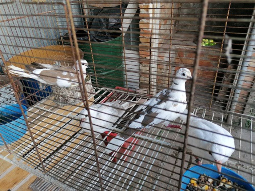  - TURTURELE RAZATOARE 2020