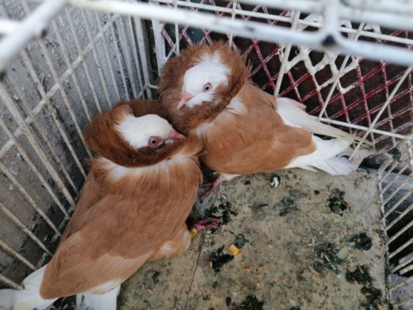  - PORUMBEI CAPUCINI 2020