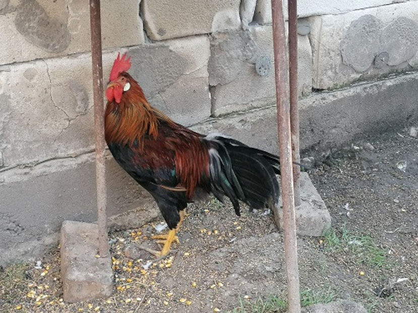  - PUI 2020 ITALIENI SI PLYMUTH