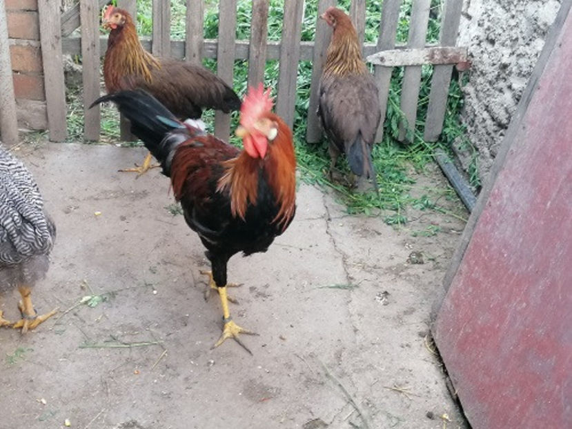  - PUI 2020 ITALIENI SI PLYMUTH