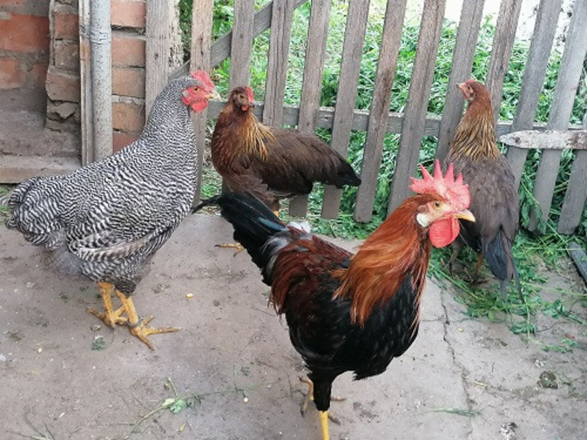  - PUI 2020 ITALIENI SI PLYMUTH