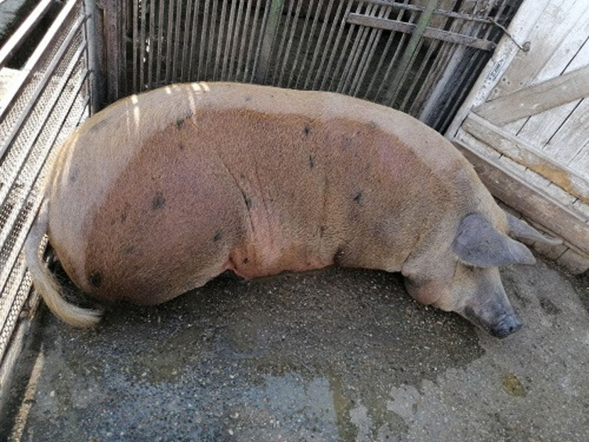  - PORCI 2020