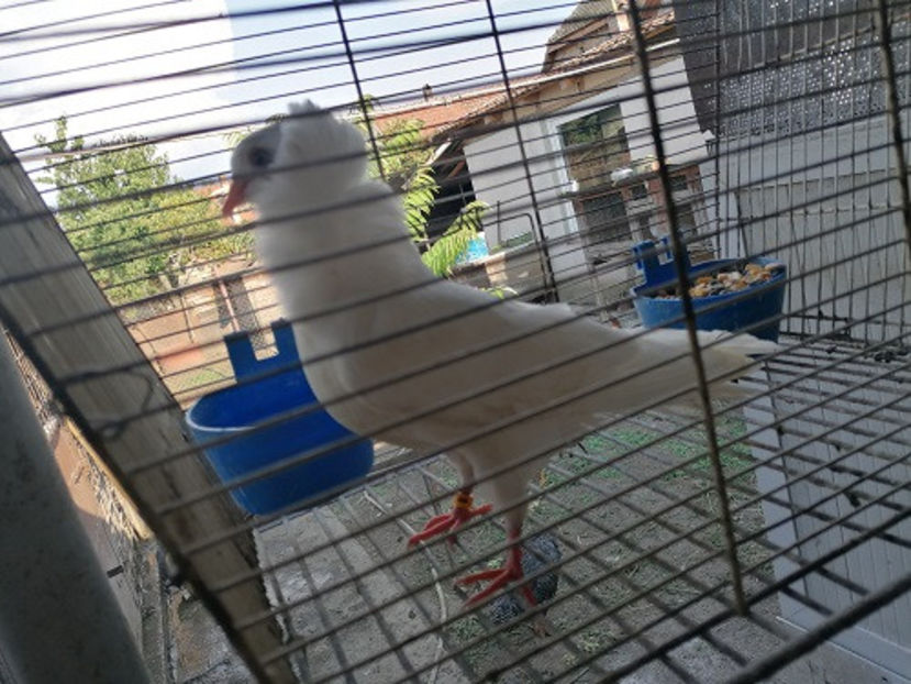  - PORUMBEI CAPUCINI 2020