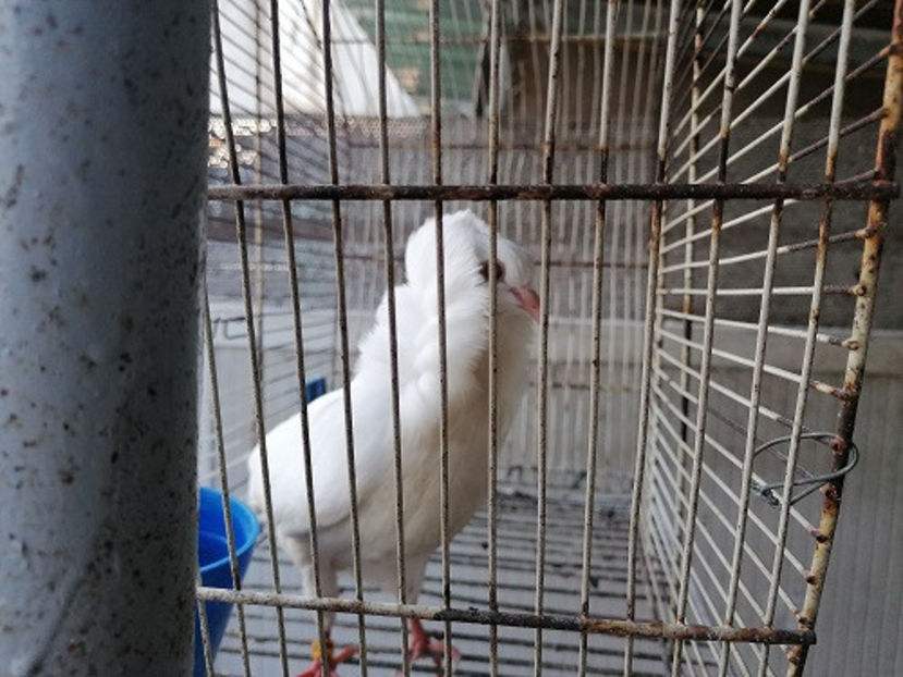  - PORUMBEI CAPUCINI 2020