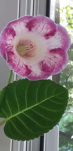 118121458_3188730361208344_8661039601956317454_o - Gloxinia 2020