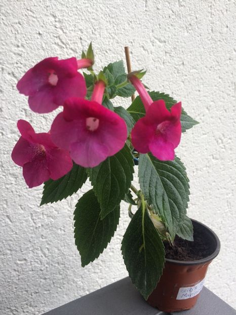 17.07.2020– BriD’s Silvia Marinovici - Achimenes 2020