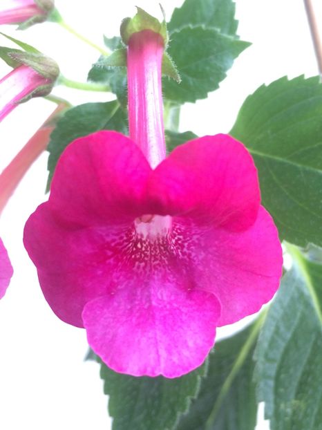 17.08.2020– BriD’s Silvia Marinovici - Achimenes 2020