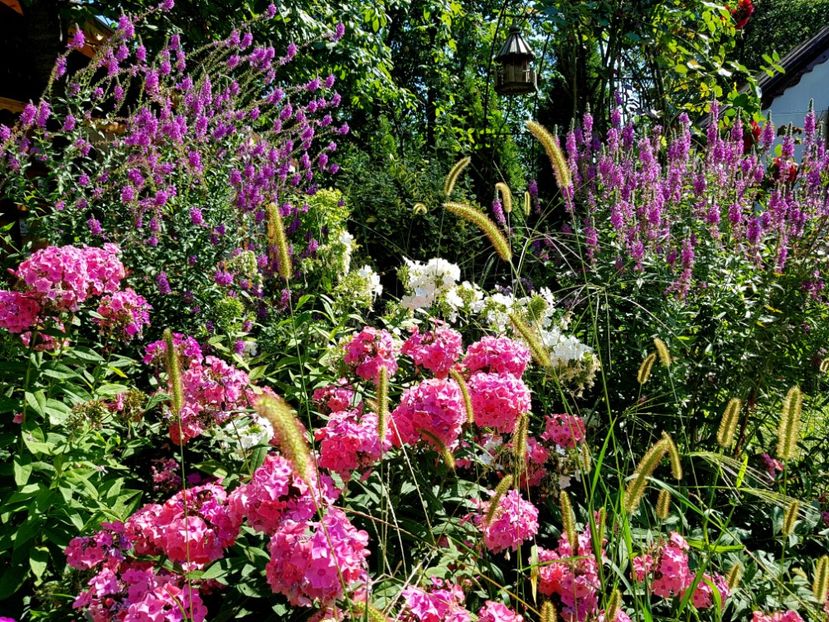  - 2020_Phlox