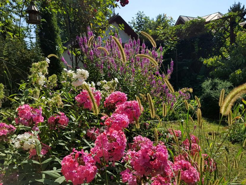  - 2020_Phlox