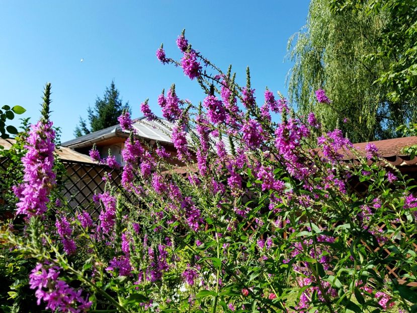  - 2020_Phlox