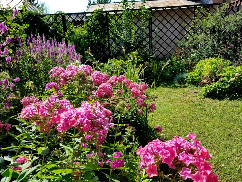  - 2020_Phlox