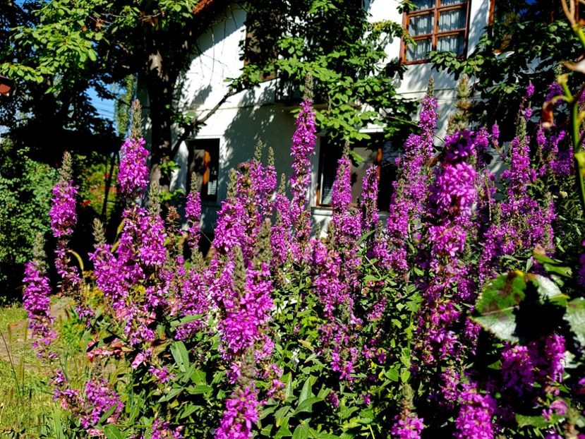  - 2020_Phlox
