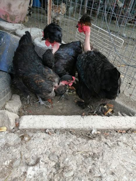  - Pui găină 2020