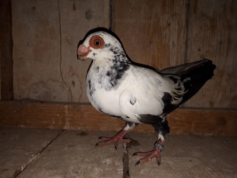 F - J2 _ tineret 2020