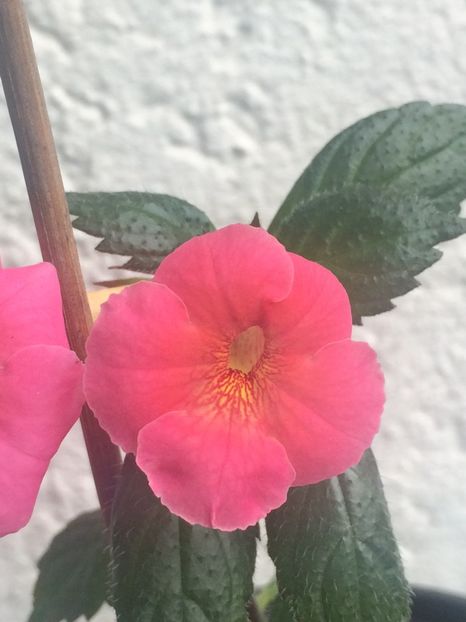 17.08.2020– Mardi Gras - Achimenes 2020