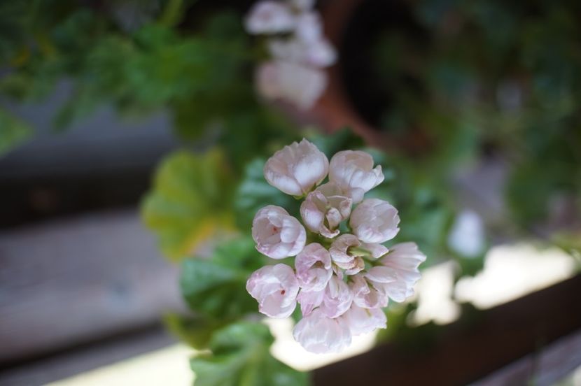 Marbaca Tulpan - Mușcate