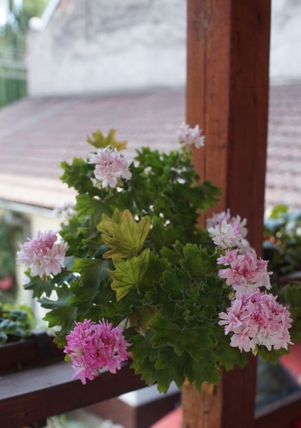  - Mușcate