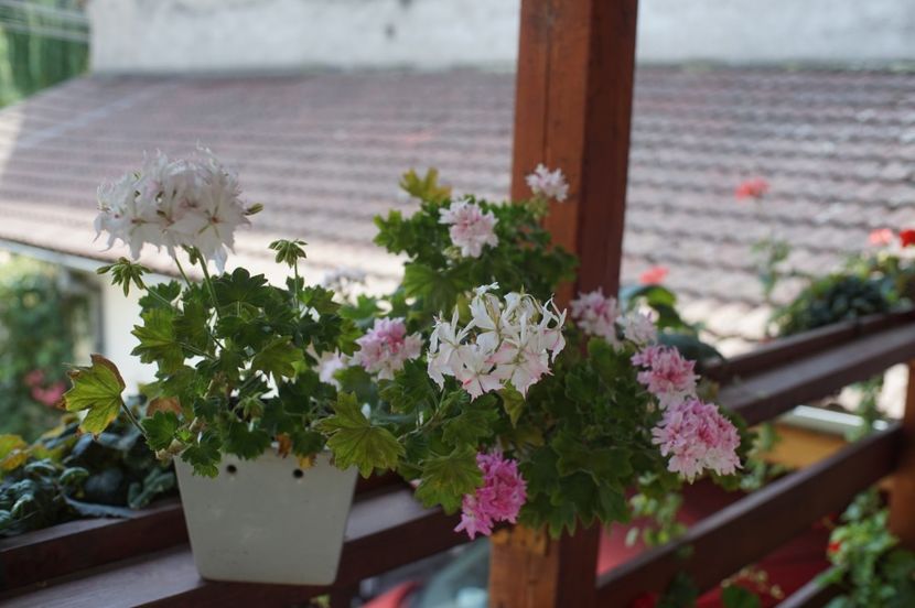  - Mușcate