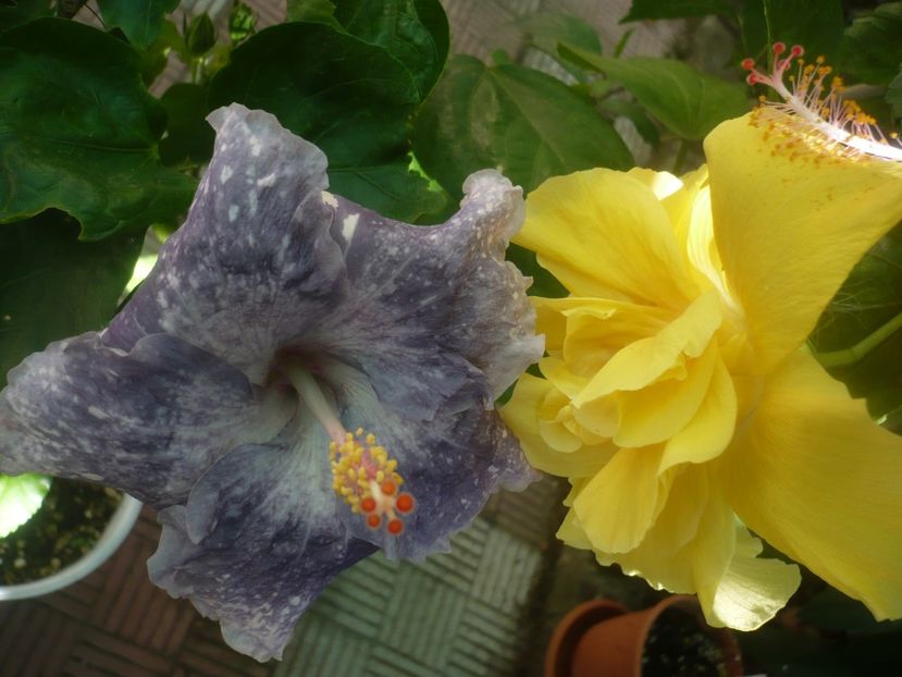 P1450719 - HIBISCUSI 2020-3