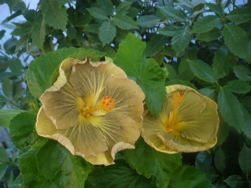 P1450723 - HIBISCUSI 2020-3