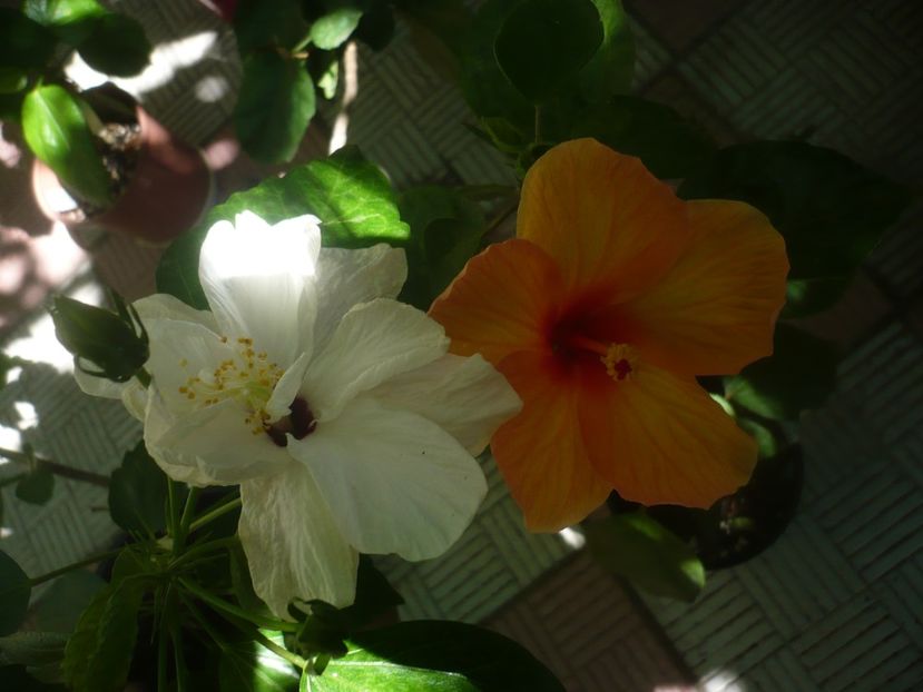 P1450728 - HIBISCUSI 2020-3