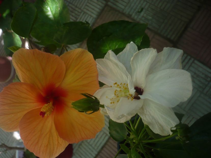 P1450731 - HIBISCUSI 2020-3